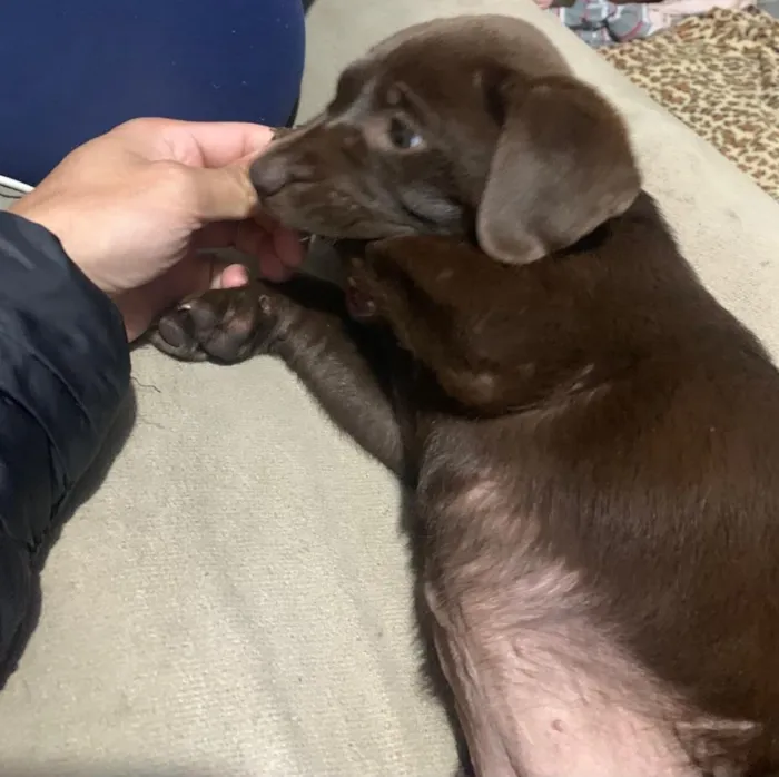 Cachorro raça Labrador idade 2 a 6 meses nome Cacau 