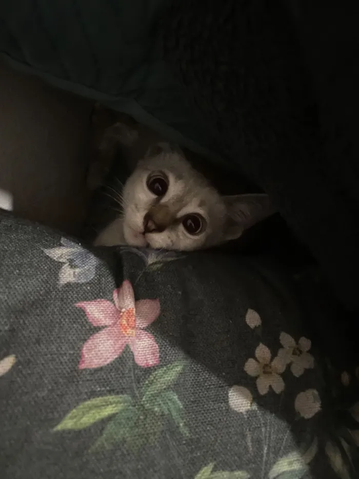 Gato raça SRD-ViraLata idade 2 a 6 meses nome Selene