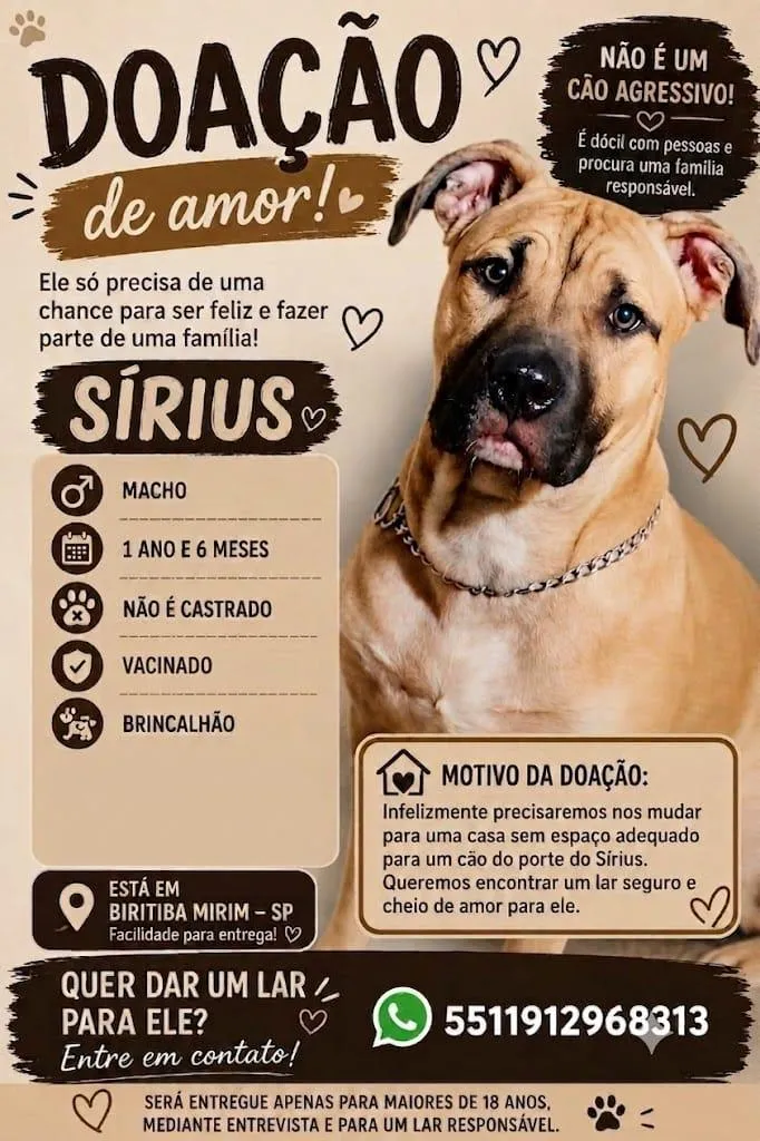 Cachorro raça Pit-Bull idade 1 ano nome Sirius