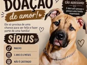 Cachorro raça Pit-Bull idade 1 ano nome Sirius