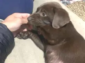 Cachorro raça Labrador idade 2 a 6 meses nome Cacau 