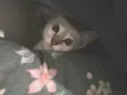 Selene