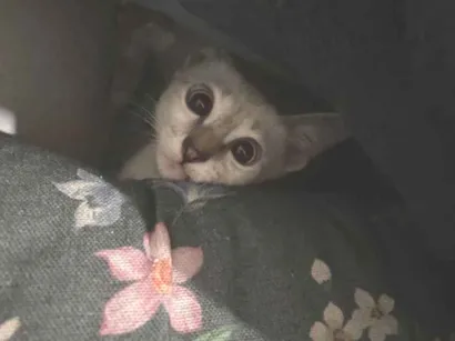 Gato raça SRD-ViraLata idade 2 a 6 meses nome Selene