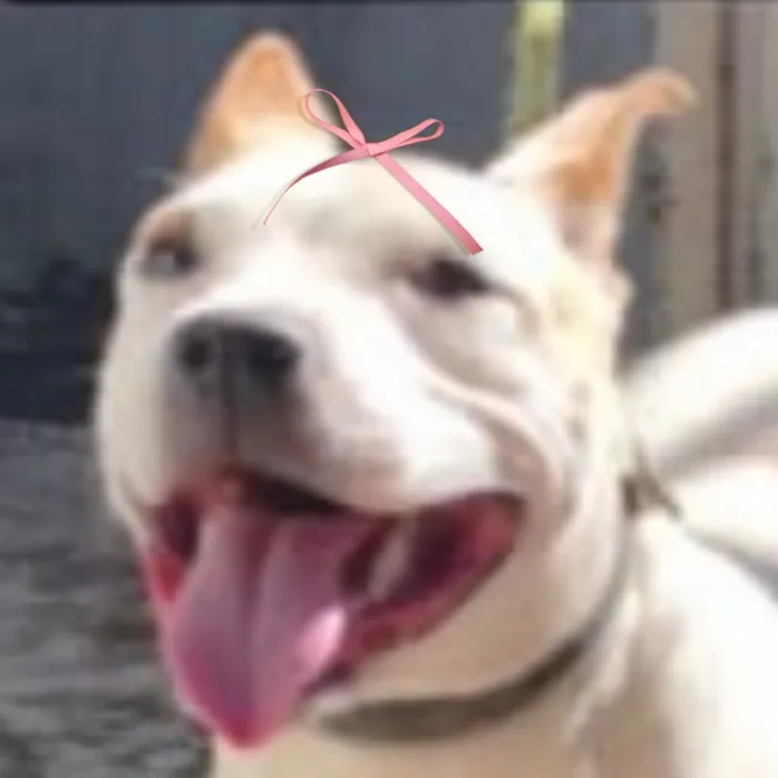Cachorro raça SRD-ViraLata idade 2 a 6 meses nome Dhara