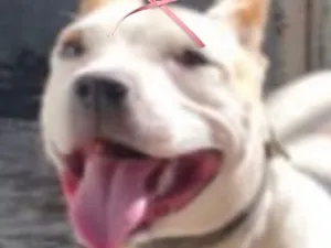 Cachorro raça SRD-ViraLata idade 2 a 6 meses nome Dhara