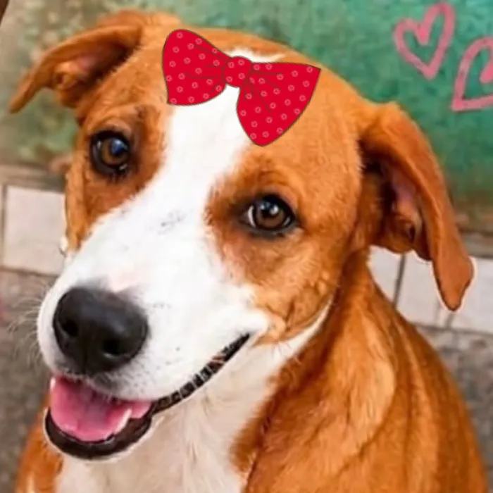 Cachorro raça SRD-ViraLata idade 7 a 11 meses nome Vitoria