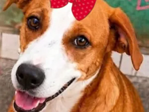 Cachorro raça SRD-ViraLata idade 7 a 11 meses nome Vitoria