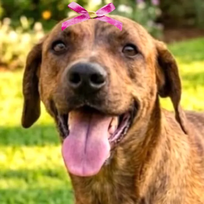Cachorro raça SRD-ViraLata idade 2 anos nome Brisa