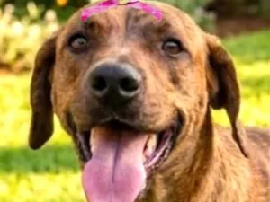 Cachorro raça SRD-ViraLata idade 2 anos nome Brisa