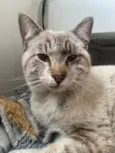 Gato Macho Pinhais