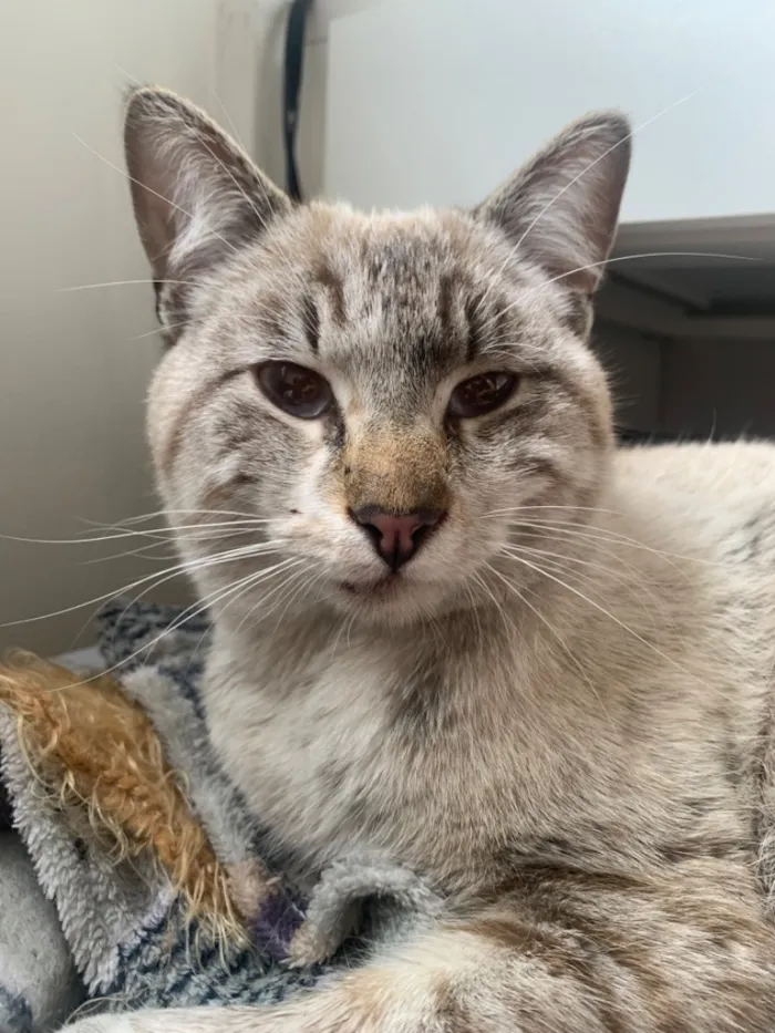 Gato raça SRD-ViraLata idade 1 ano nome Gato Macho Pinhais