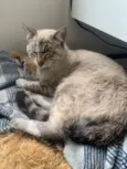 Gato Macho Pinhais
