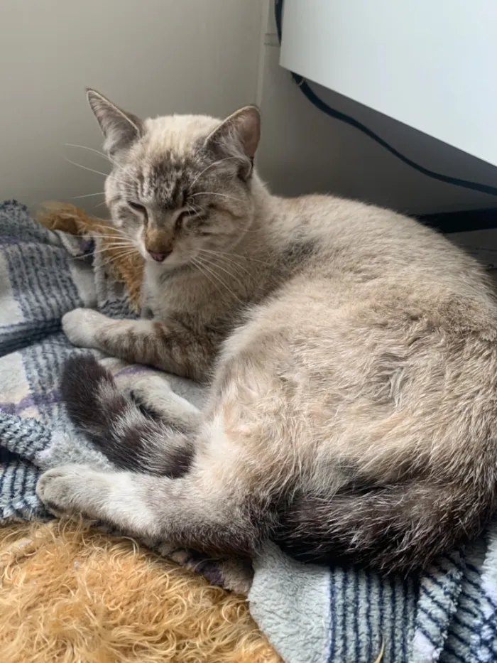 Gato raça SRD-ViraLata idade 1 ano nome Gato Macho Pinhais