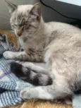 Gato Macho Pinhais
