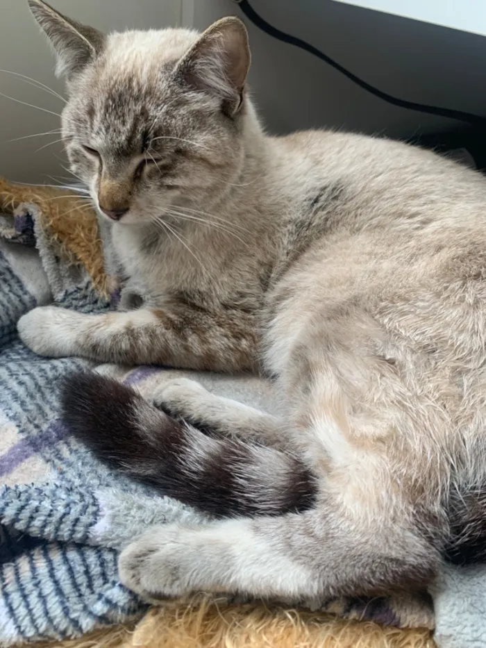 Gato raça SRD-ViraLata idade 1 ano nome Gato Macho Pinhais