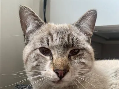 Gato raça SRD-ViraLata idade 1 ano nome Gato Macho Pinhais