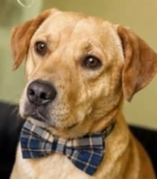 Cachorro raça SRD-ViraLata idade 1 ano nome Davi