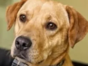 Cachorro raça SRD-ViraLata idade 1 ano nome Davi
