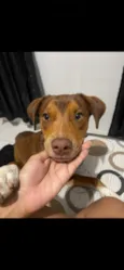 Chico 