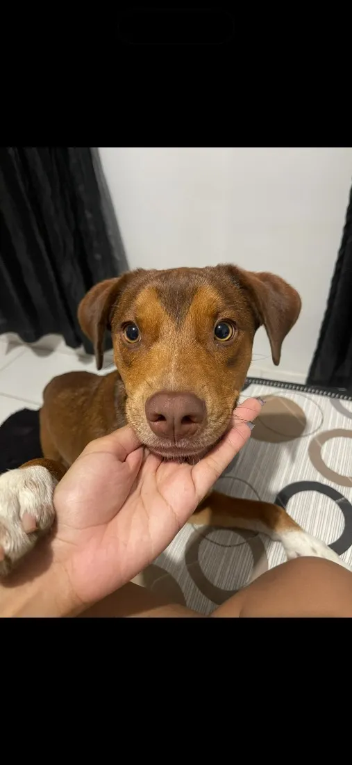 Cachorro raça SRD-ViraLata idade 2 anos nome Chico 