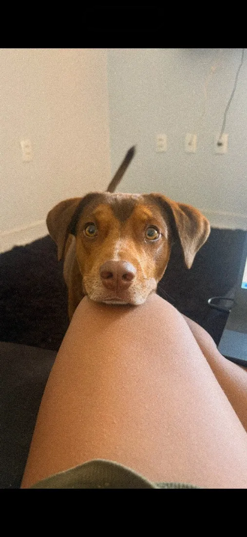 Cachorro raça SRD-ViraLata idade 2 anos nome Chico 