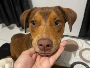 Cachorro raça SRD-ViraLata idade 2 anos nome Chico 