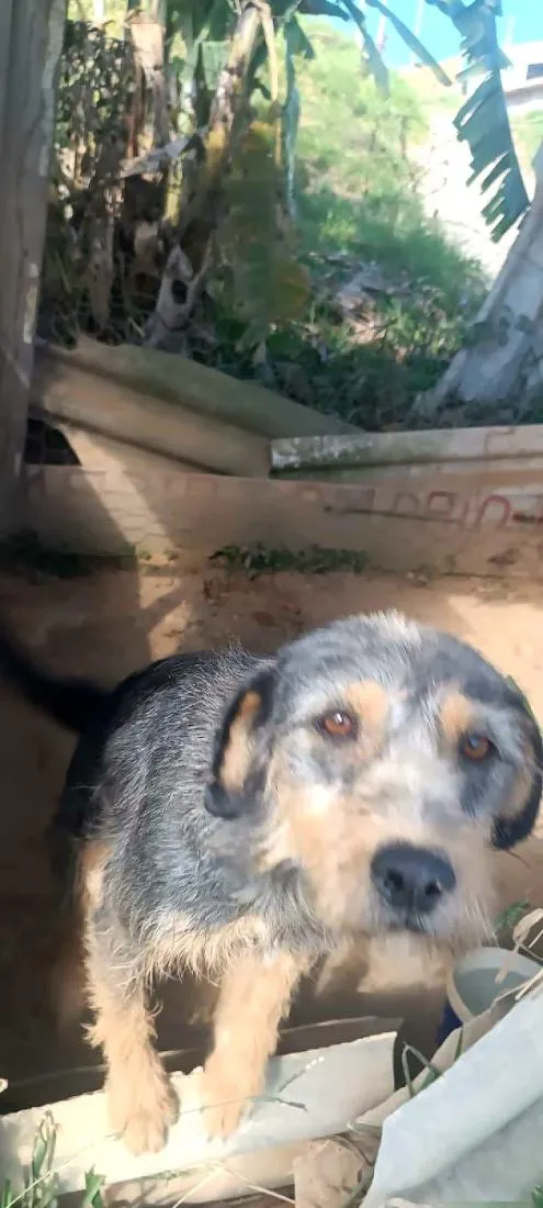 Cachorro raça SRD-ViraLata idade 3 anos nome cachaça