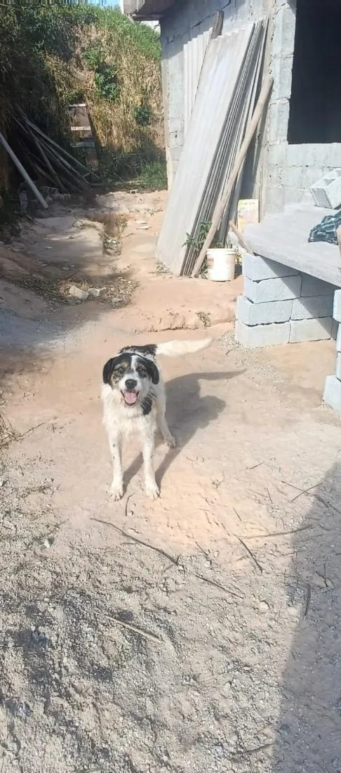 Cachorro raça SRD-ViraLata idade 2 anos nome pipoca