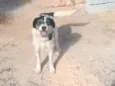 pipoca