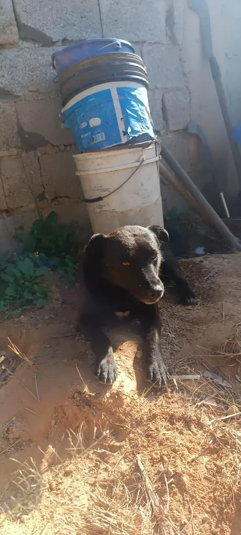 Cachorro raça SRD-ViraLata idade 2 anos nome wisk
