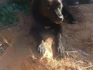 Cachorro raça SRD-ViraLata idade 2 anos nome wisk