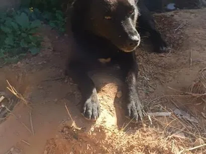 Cachorro raça SRD-ViraLata idade 2 anos nome wisk