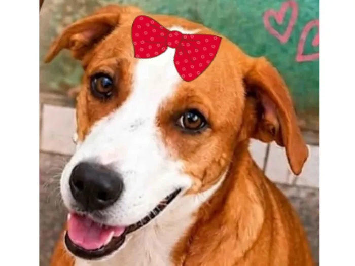 Cachorro raça SRD-ViraLata idade 7 a 11 meses nome Vitoria