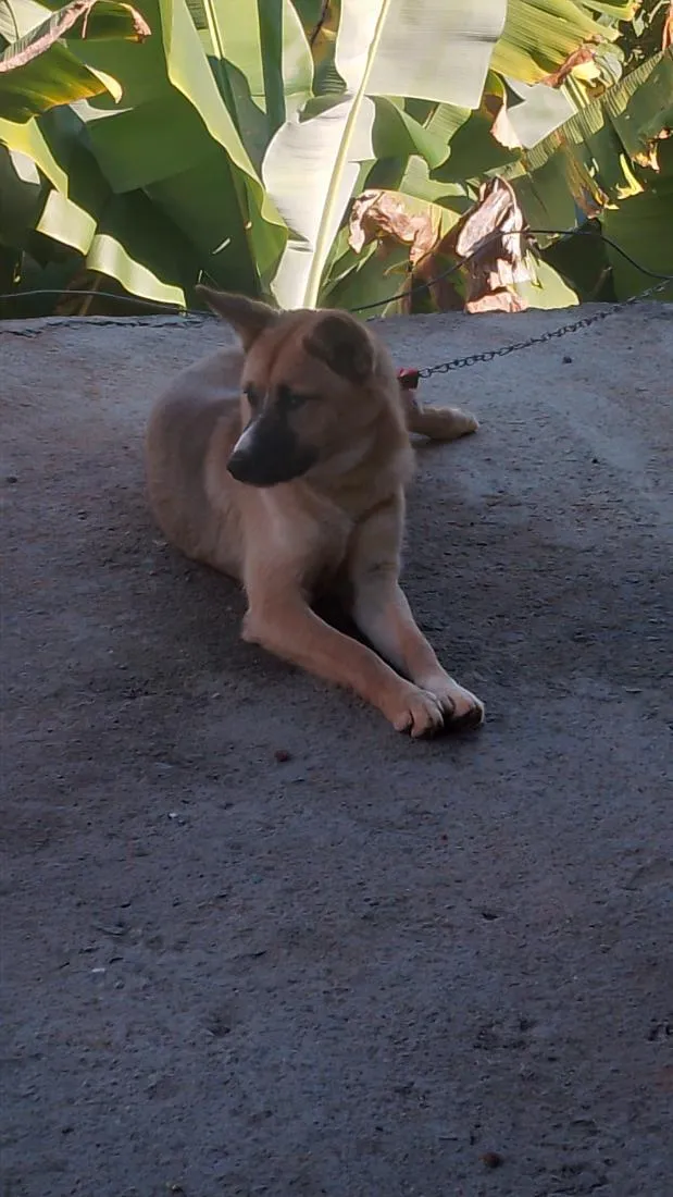 Cachorro raça Pastor Alemão idade 2 a 6 meses nome Luna 