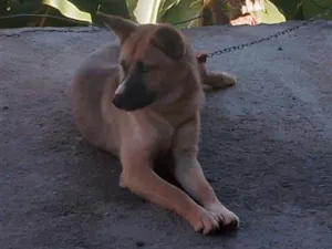 Cachorro raça Pastor Alemão idade 2 a 6 meses nome Luna 