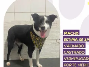 Cachorro raça SRD-ViraLata idade 4 anos nome Zeus