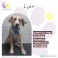 Lyon