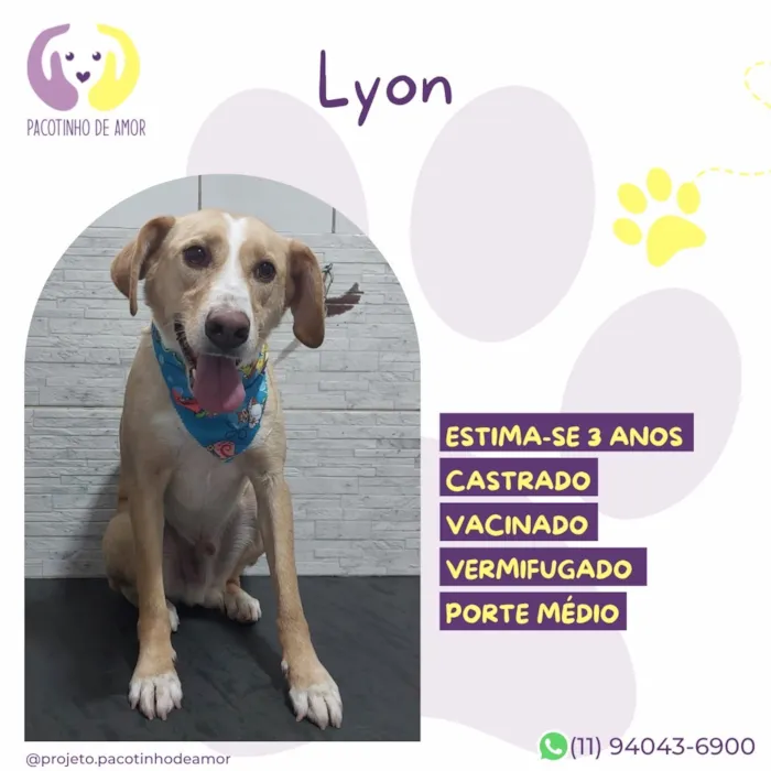 Cachorro raça SRD-ViraLata idade 3 anos nome Lyon