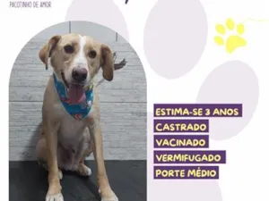Cachorro raça SRD-ViraLata idade 3 anos nome Lyon