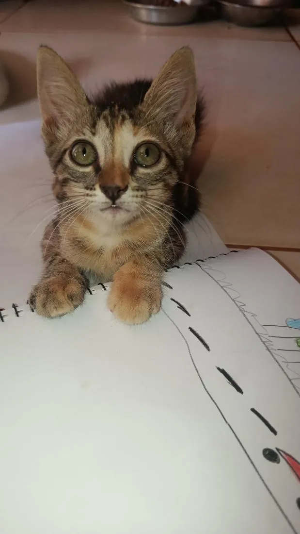 Gato raça SRD-ViraLata idade 2 a 6 meses nome ainda não tem nome