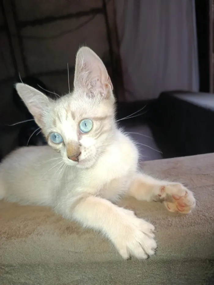 Gato raça SRD-ViraLata idade 2 a 6 meses nome ainda não tem nome