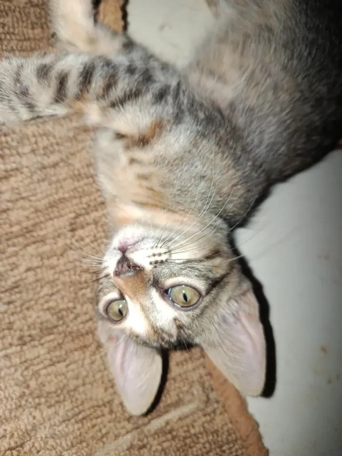 Gato raça SRD-ViraLata idade 2 a 6 meses nome ainda não tem nome