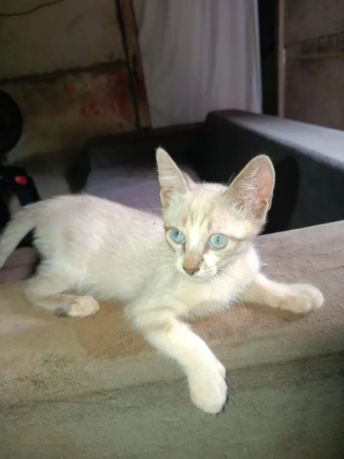 Gato raça SRD-ViraLata idade 2 a 6 meses nome ainda não tem nome