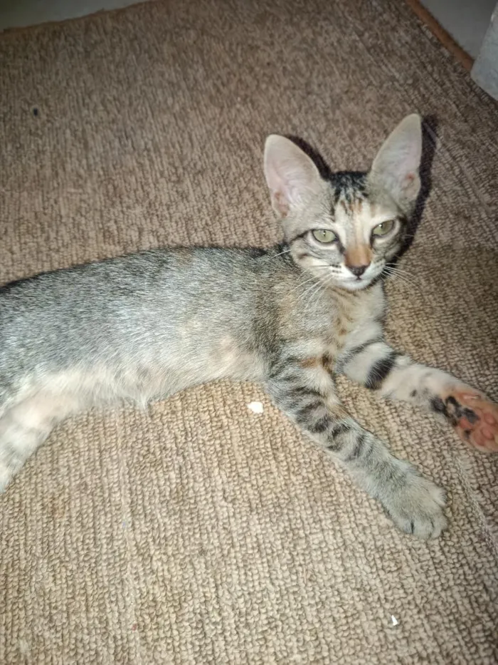Gato raça SRD-ViraLata idade 2 a 6 meses nome ainda não tem nome