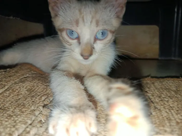 Gato raça SRD-ViraLata idade 2 a 6 meses nome ainda não tem nome