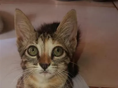 Gato raça SRD-ViraLata idade 2 a 6 meses nome ainda não tem nome