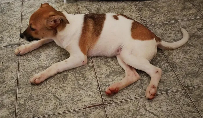 Cachorro raça SRD-ViraLata idade 2 a 6 meses nome Pandora