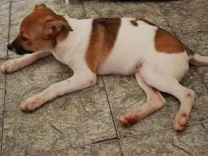 Cachorro raça SRD-ViraLata idade 2 a 6 meses nome Pandora
