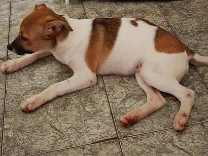 Cachorro raça SRD-ViraLata idade 2 a 6 meses nome Pandora