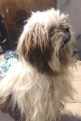 Desconhecido 